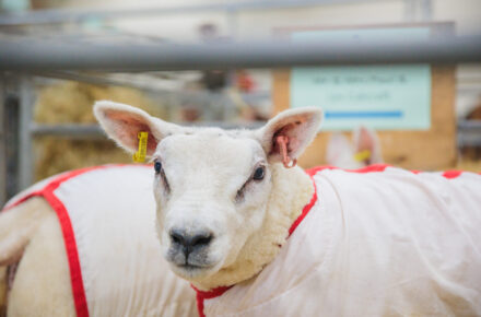 Agricultural Events in Exeter: Westpoint Guide for Farming Shows & Demonstrations
